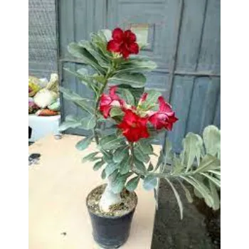 Adenium Plant adenium plant1-587441-3814.webp